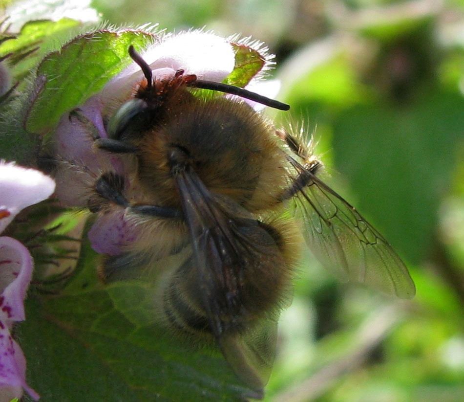 Anthophora sp.